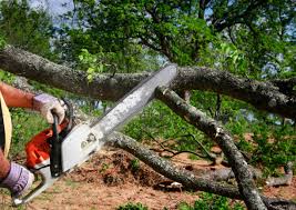 Best Firewood Processing and Delivery  in Greenup, KY