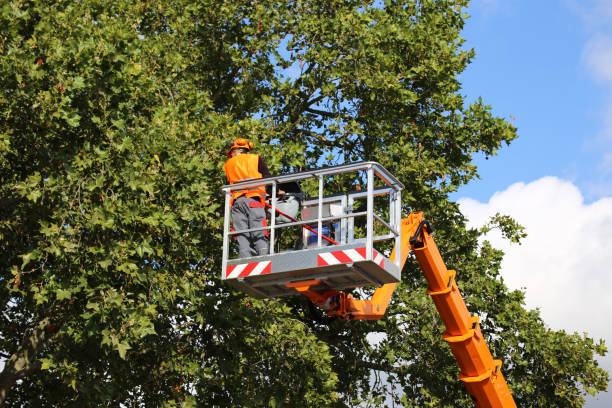 Best Tree Removal  in Greenup, KY