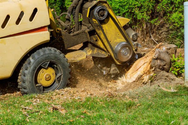 Best Emergency Tree Removal  in Greenup, KY