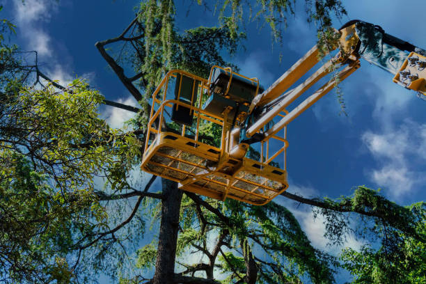 Best Tree Preservation Services  in Greenup, KY