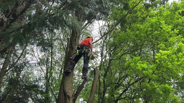 Best Fruit Tree Pruning  in Greenup, KY