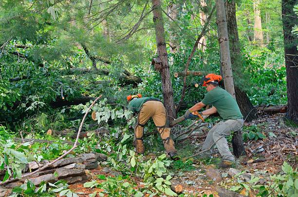 Best Tree Cabling and Bracing  in Greenup, KY