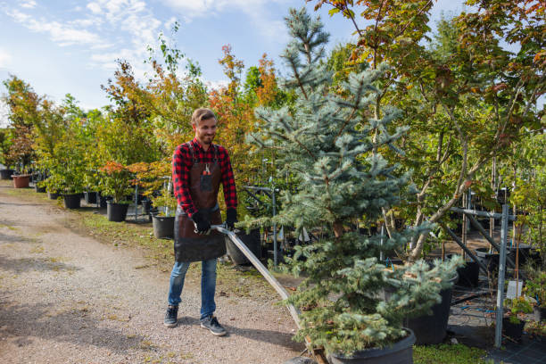 Best Tree Risk Assessment  in Greenup, KY