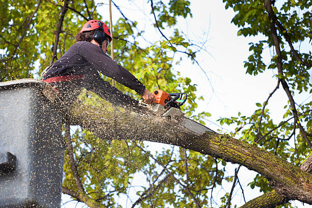 Best Arborist Consultation Services  in Greenup, KY