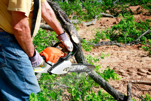 How Our Tree Care Process Works  in  Greenup, KY