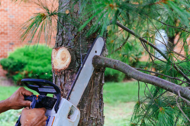 Best Firewood Processing and Delivery  in Greenup, KY